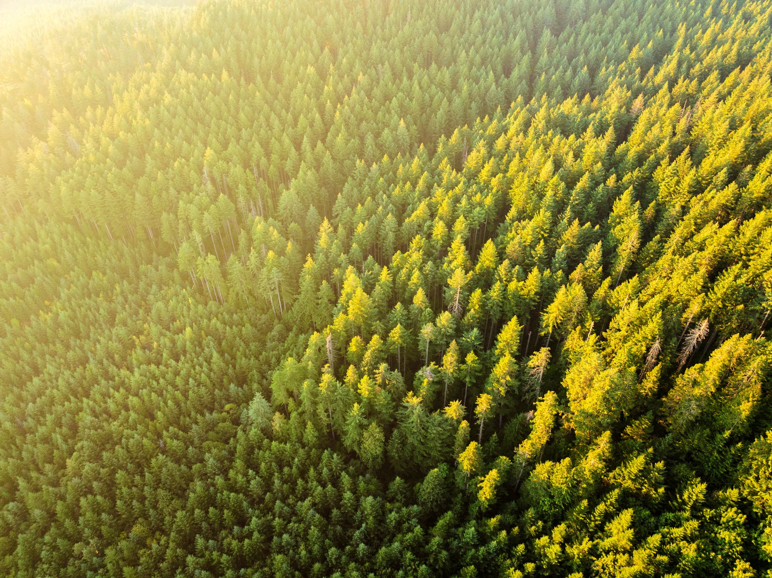 Forests and Wildflowers