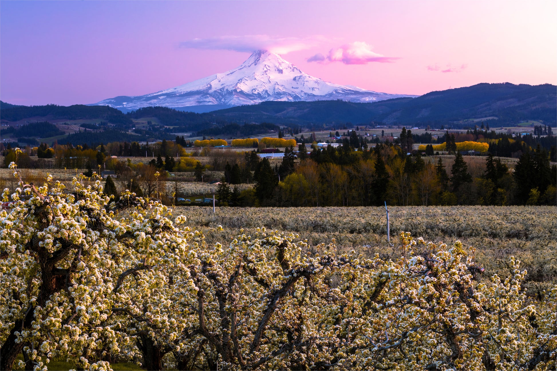 Mount Hood spring blossom photography Hood River Valley Oregon pink sunset landscape print
