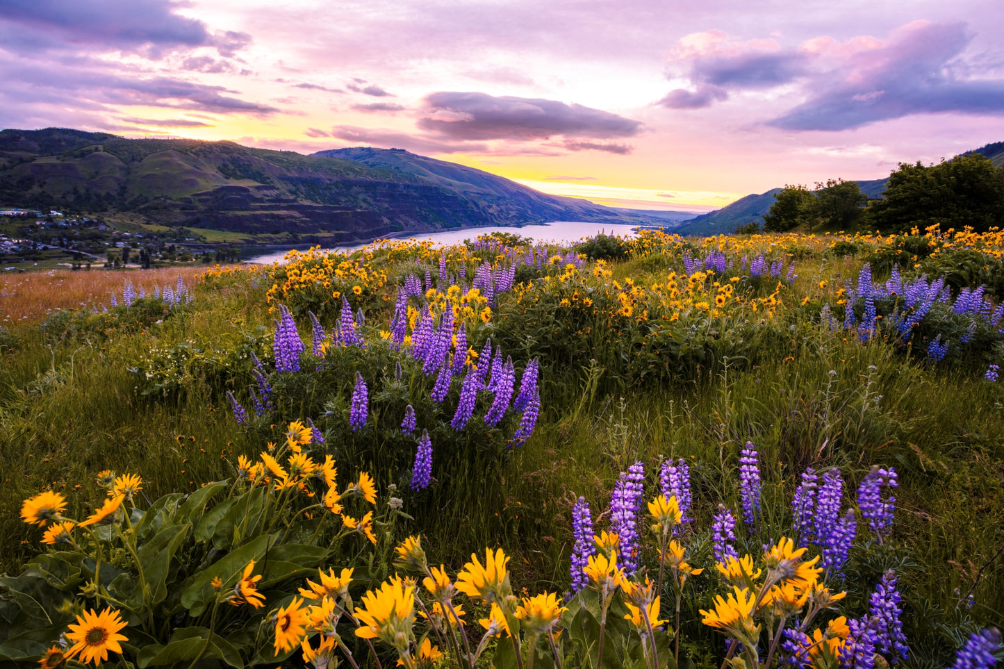 Field of purple and yellow wildflowers with mountains in the background during sunrise.  Fine art landscape photography greeting card, Hood River Oregon 