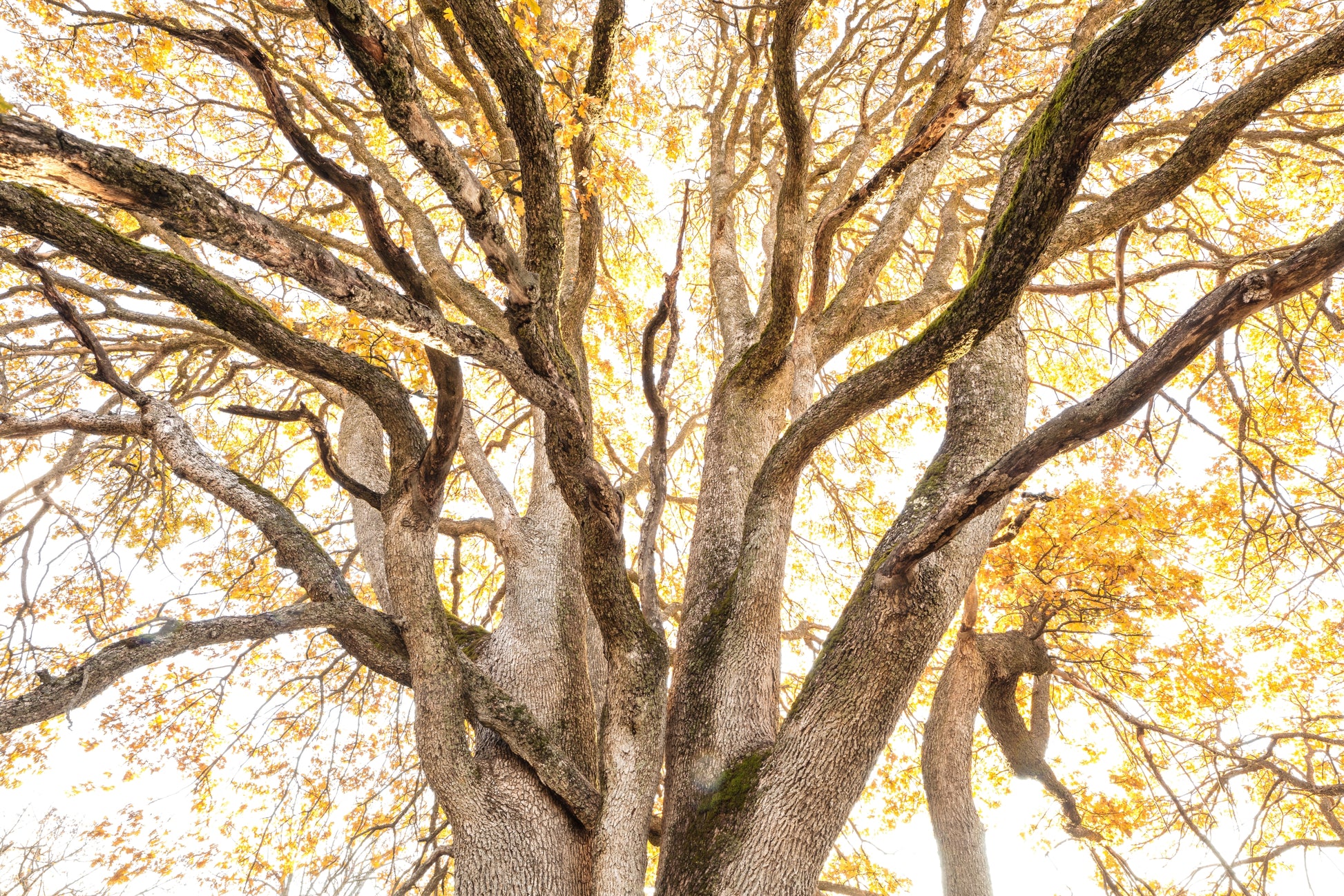 Oak tree bathed in golden light Columbia River Gorge fine art landscape photography print by Orolume Gallery