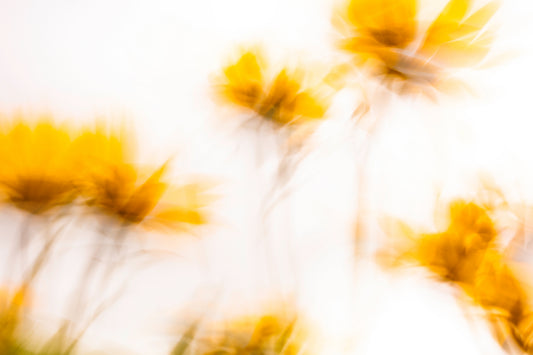 Abstract balsam root flower petals wind photography nature movement soft dance fine art print