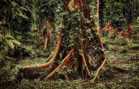 Lush Costa Rica rainforest canopy with vibrant green tropical foliage and filtered sunlight, calming nature photography for wellness design, tropical jungle fine art print