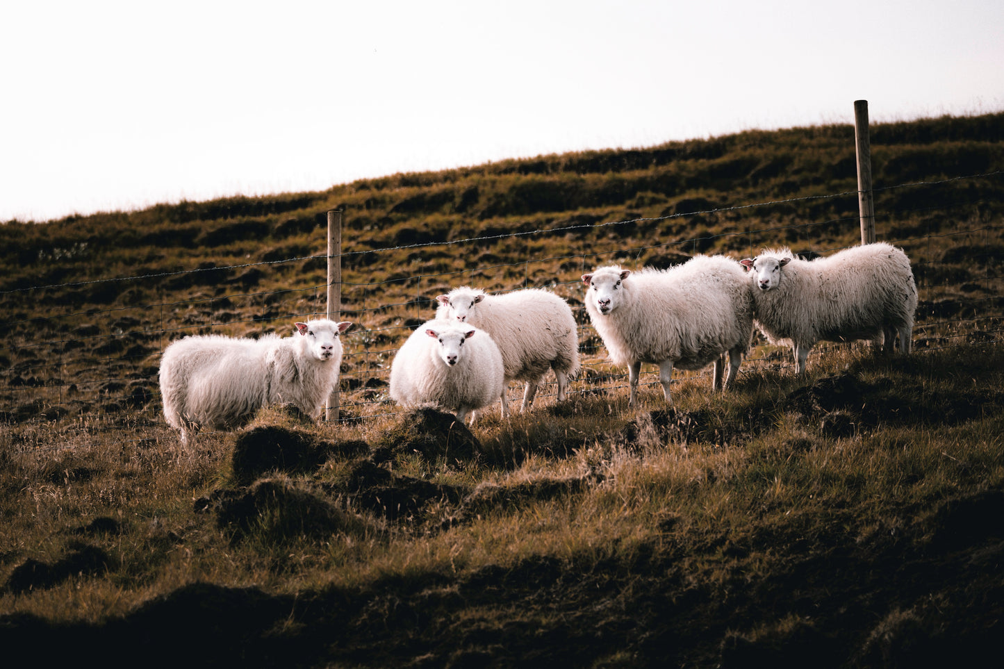 Iceland sheep photography North Atlantic landscape five sheep Icelandic nature wildlife print