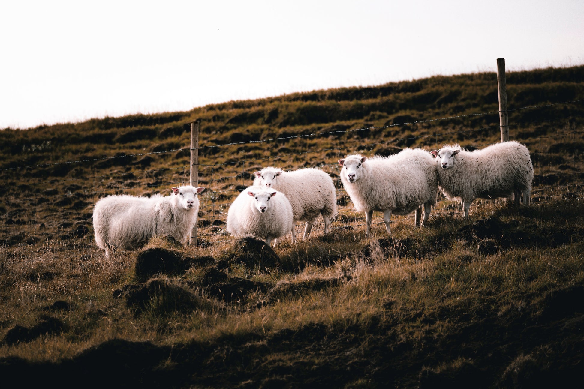 Iceland sheep photography North Atlantic landscape five sheep Icelandic nature wildlife print