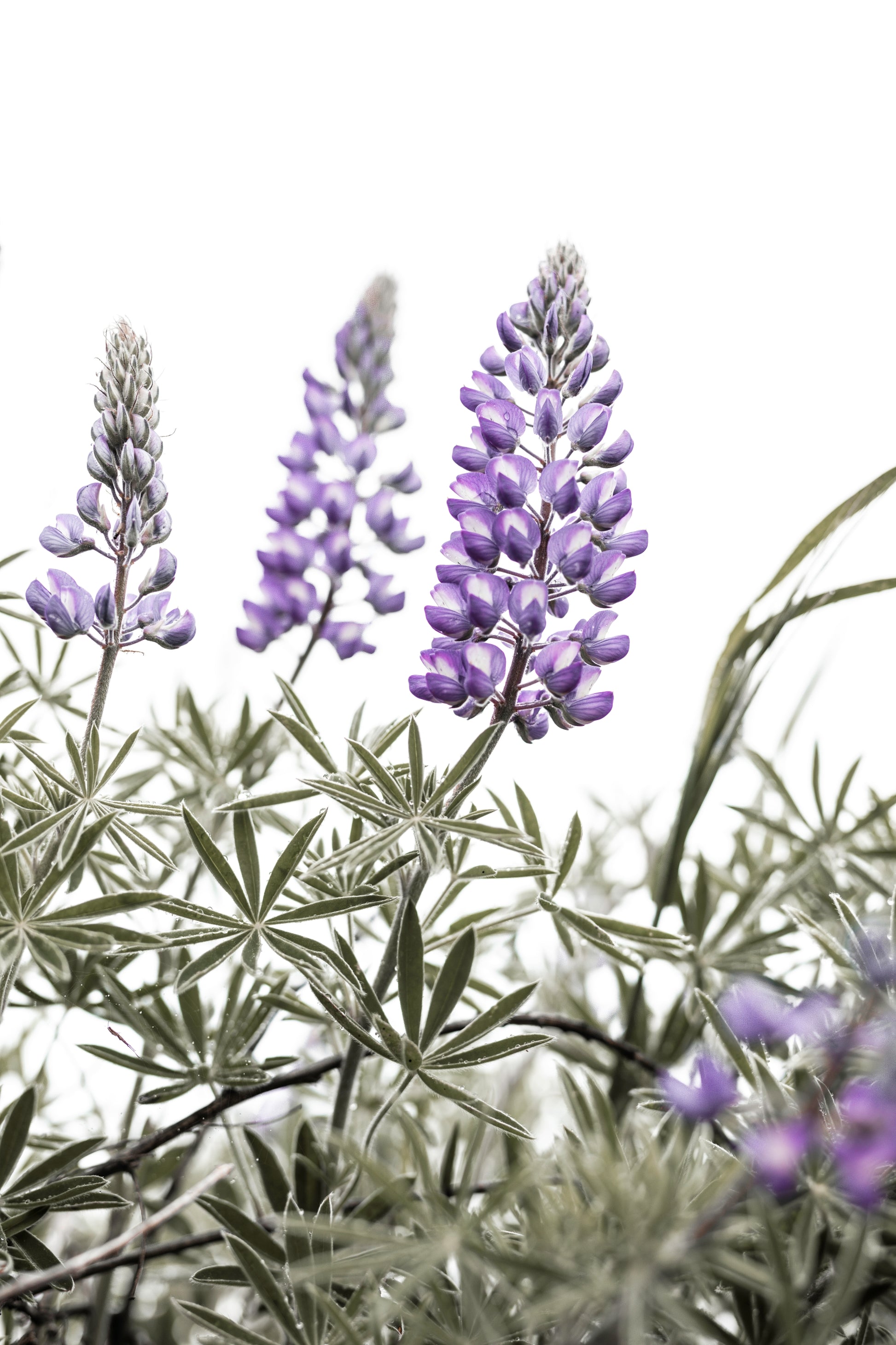 Purple lupine wildflowers blooming at Rowena Plateau Columbia River Gorge fine art nature photography by Orolume Gallery