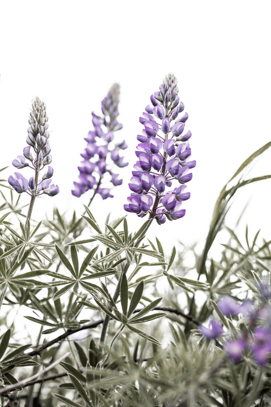 Purple lupine wildflowers blooming at Rowena Plateau Columbia River Gorge fine art nature photography by Orolume Gallery