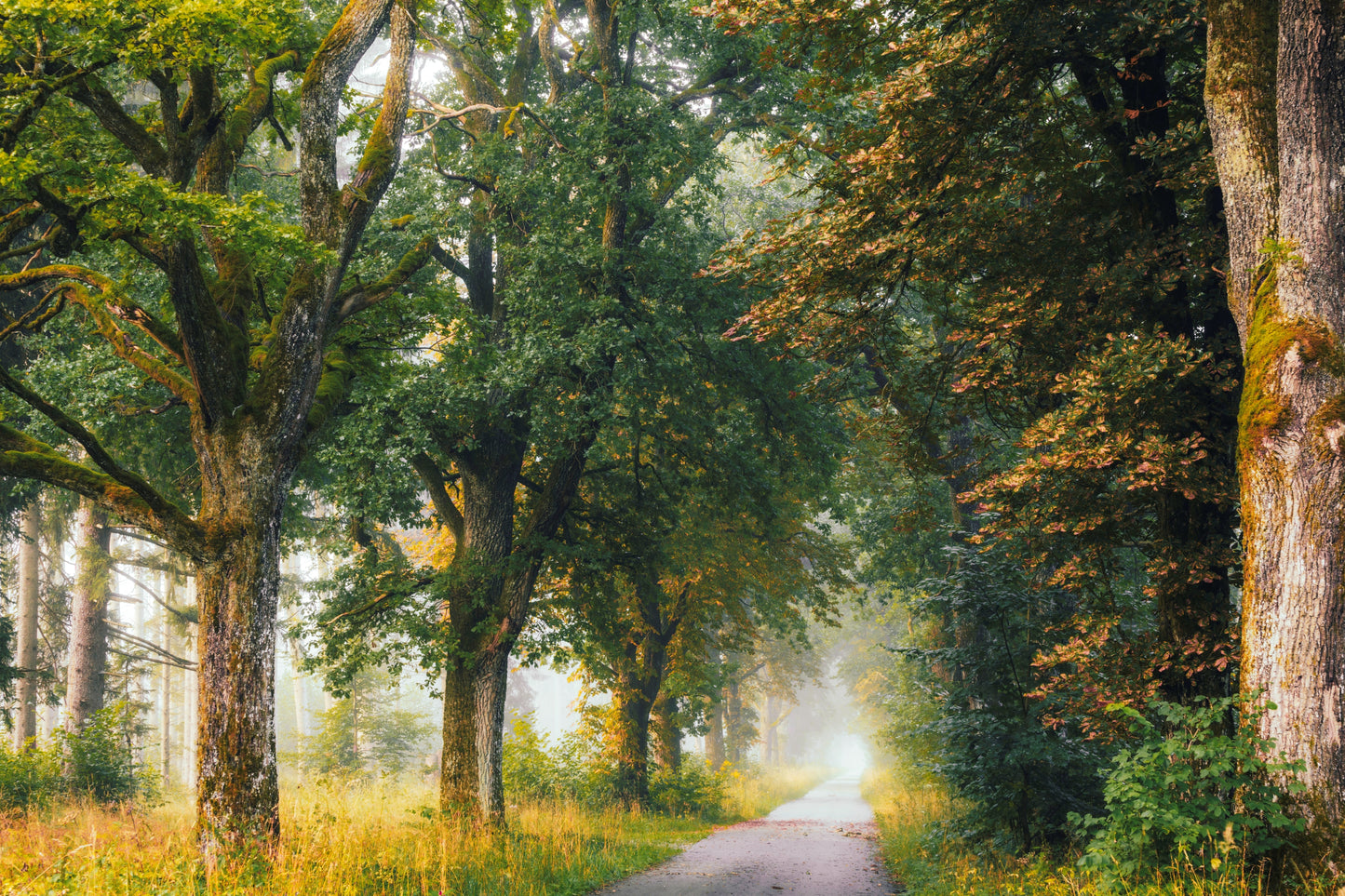 Forstenrieder Park Munich Germany forest photography morning mist sunlight trees nature print