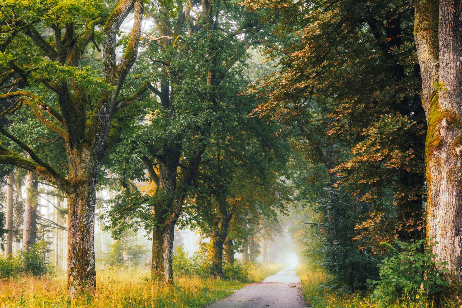 Forstenrieder Park Munich Germany forest photography morning mist sunlight trees nature print