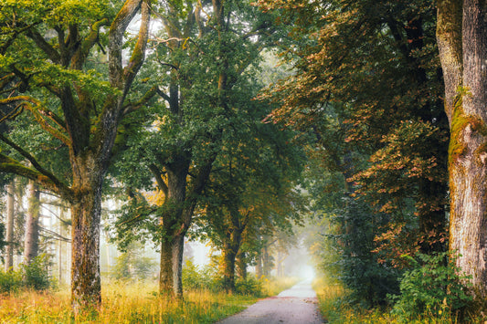Forstenrieder Park Munich Germany forest photography morning mist sunlight trees nature print