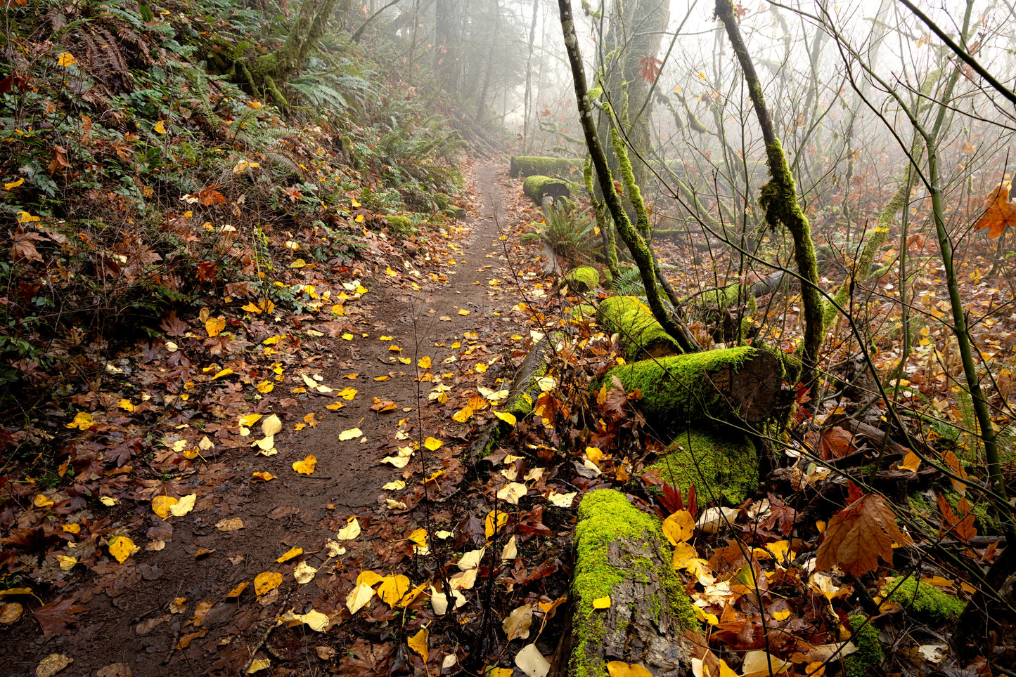 Post Canyon mountain bike trails in fall, Hood River Oregon MTB, Pacific Northwest mountain biking fine art photography
