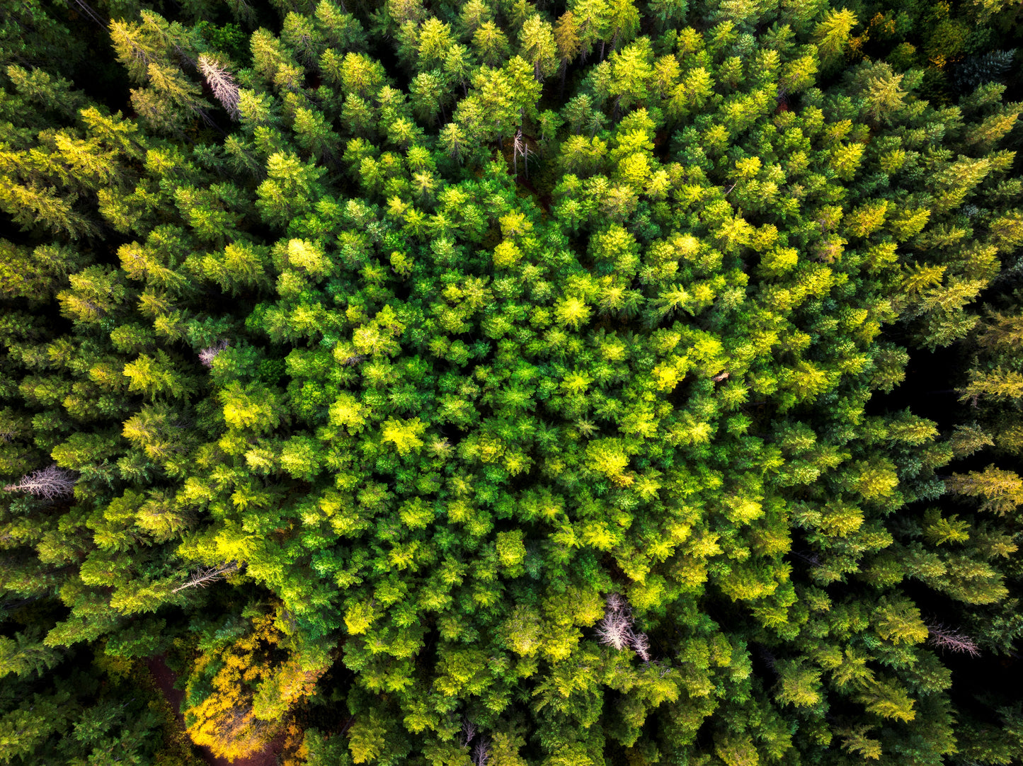 Aerial view of Post Canyon's lush green forest canopy and winding pathways in Oregon's Columbia River Gorge region