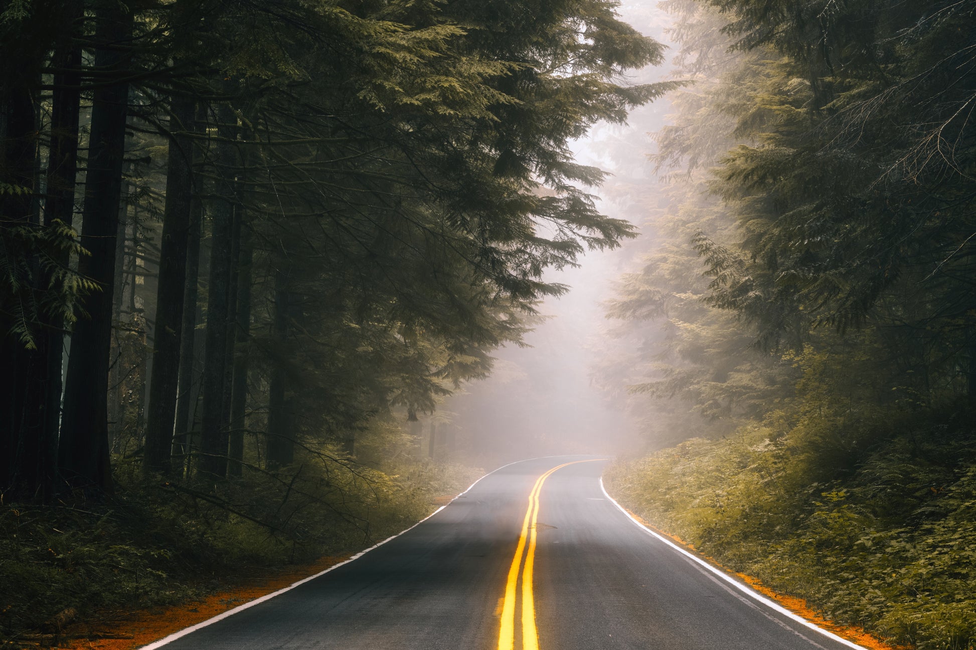 Columbia River Gorge misty forest road photography Oregon evergreen trees fog landscape print